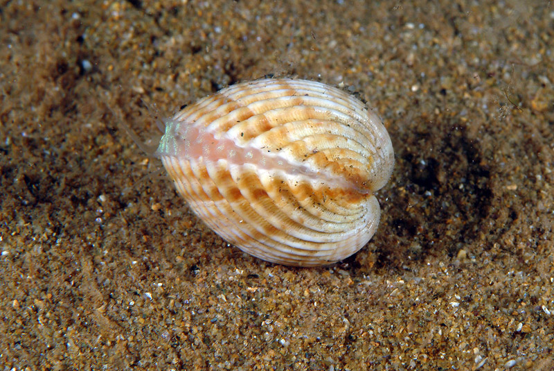 Acanthocardia tubercolata